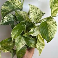 Pothos marble Queen  6\