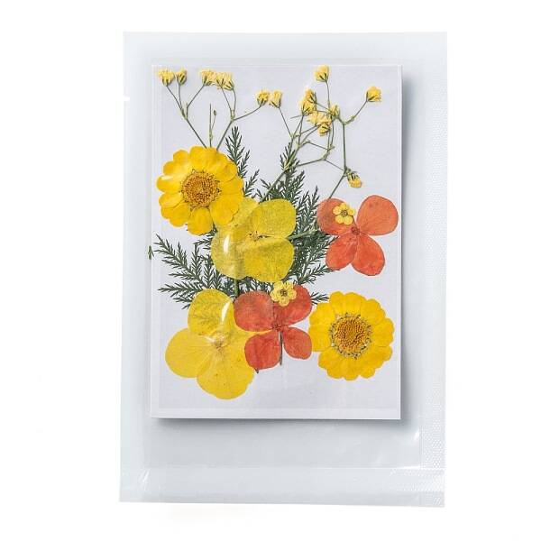 Pressed Dried Flowers