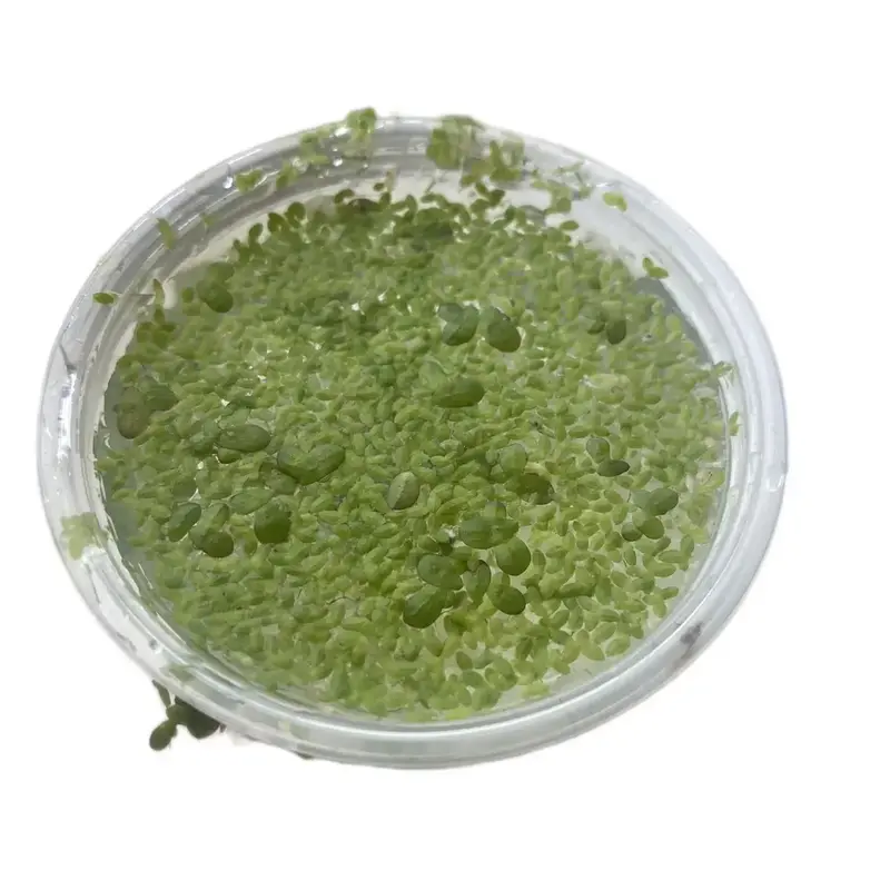 Duckweed- Floating Aquarium plant. Great for Betta, Cichlid, and Goldfish Aquariums!