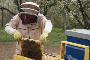 Beekeeping 103: Acquiring Your First Hive and Bees