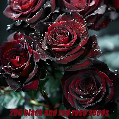 Black and red roses, 200 rose seeds, suitable for small gardens, terraces, balconies and indoor planting tree seeds, easier t...
