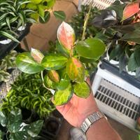 Hoya Lisa - 4 Inch