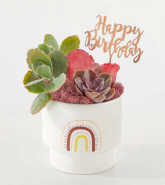 Birthday Bliss Succulent Garden - FedEx