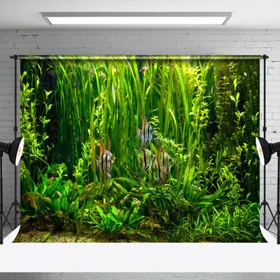 Cute Angelfish Green Seaweeds Summer Photo Backdrop - Aperturee