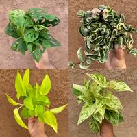 Hanging House Plant Box - 4 Assorted House Plants