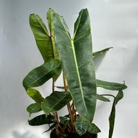 Philodendron Billietie 6\