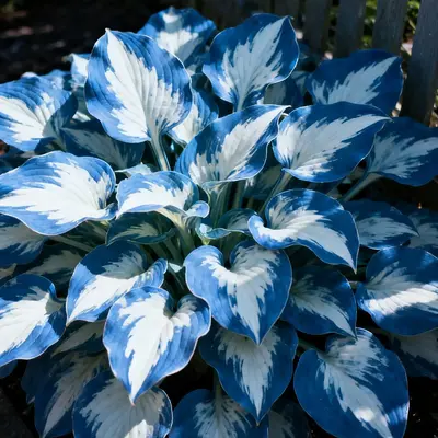 800pcs Seeds Shade-Loving Perennials for Garden Borders & Landscaping – Easy to Grow, Perfect for Lush Green Spaces