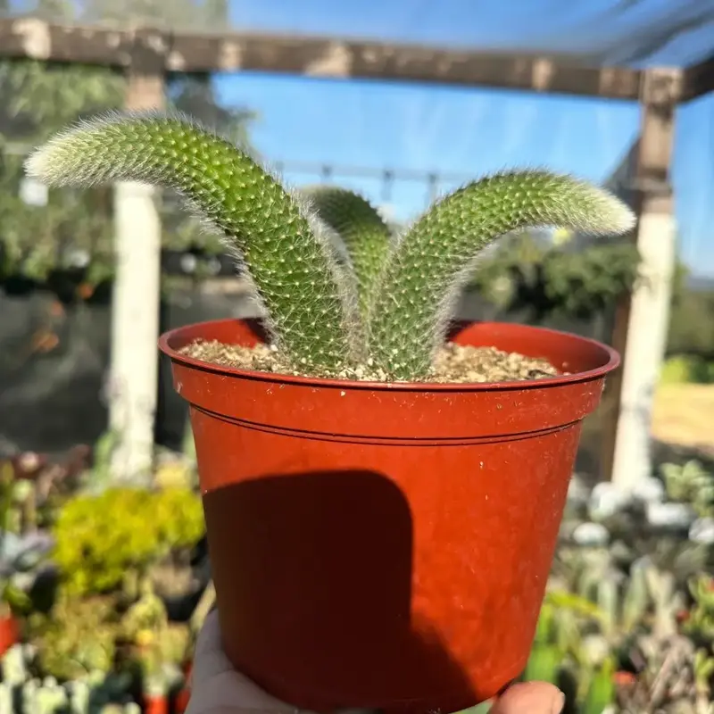 Monkey tail Cactus 3 plants per pot 6 inch pot plant