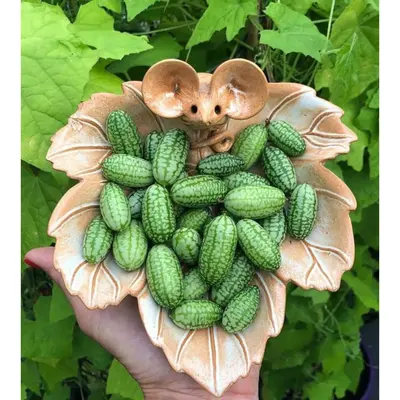 70pcs Cucamelon Seeds - Experience the Taste of Mexican Sour Gherkin Mini Thumb Watermelons in Your Home Garden