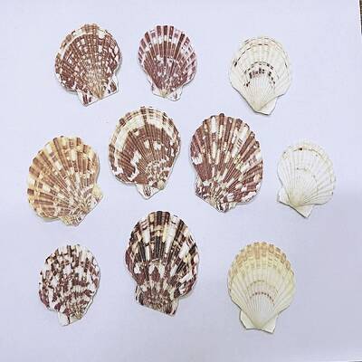 Beautiful Beach Sea Conch