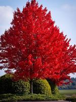 2 pack x 100 Red Maple Tree Seeds | American Maple, Red Leaf Japanese Maple, Red Sugar Maple Varieties | Acer Maple Seeds for...