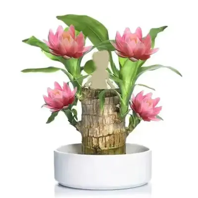 Brazilian Lucky Wood Doll with Base for Luck and Wealth, Easy to Grow Indoors