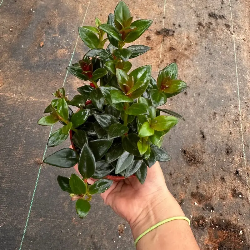 Black goldfish plant 4 in pot  plant plant collection