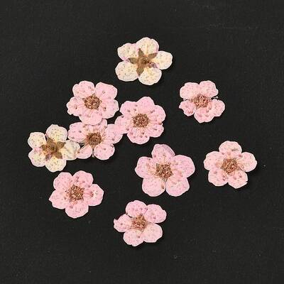 Narcissus Embossing Dried Flowers