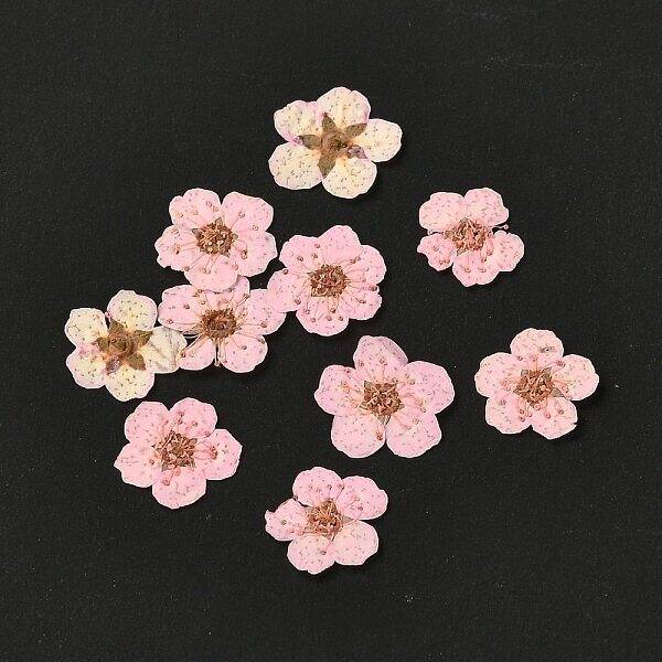 Narcissus Embossing Dried Flowers