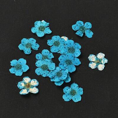 Narcissus Embossing Dried Flowers