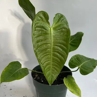 Anthurium Veitchii King 6\