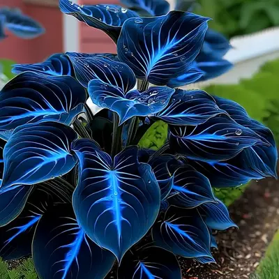 Hosta Seeds Perennial Shade Plant for Borders and Containers Year Round Growth Ideal for Outdoor Spaces Dependable Perennials...