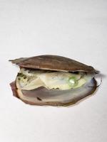 Freshwater Oysters w/ Pearl inside! (Open on live for your order!)