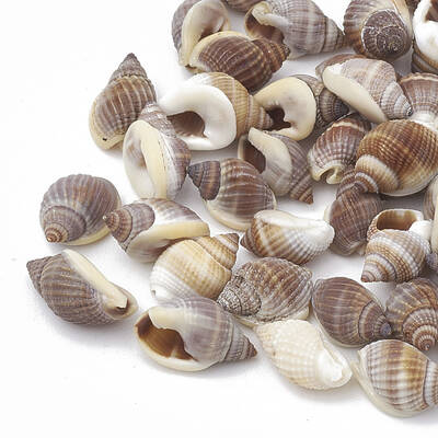 Sea Shell Beads