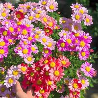 Pest Killer: Chrysanthemum Daisy Seeds, 1000 Seeds, Easy to Grow, Perennial Plants