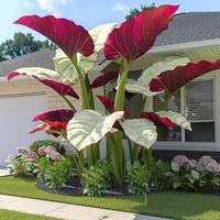 1000 Pcs Variegated Hosta Flower SeedsShade Tolerant Low Maintenance PerennialPlants for Landscaping Garden Decor Mixed Folia...