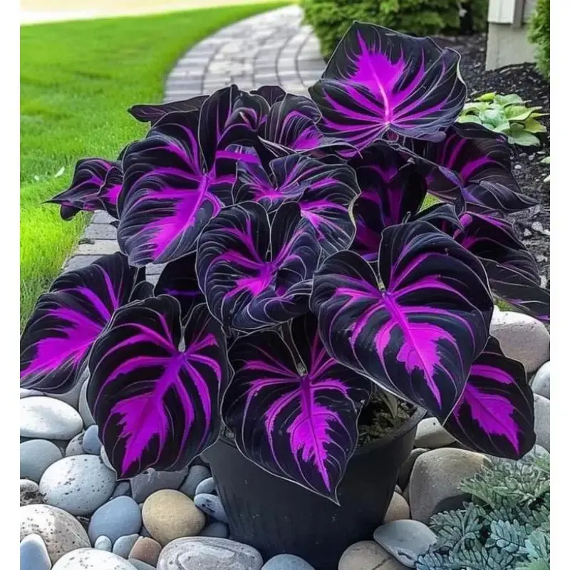 800 Rare Flower Seeds for Perennial Shade Garden Ornamental Foliage for Landscaping