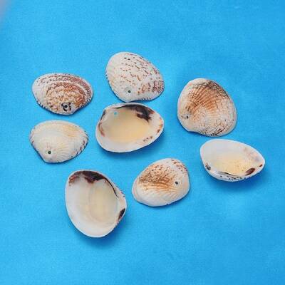Natural Clam Shell Beads