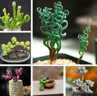 200pcs Mixed Succulent Plant Seeds - Easy to Grow and Care for - Perfect for Indoor and Outdoor Gardening\