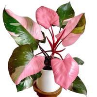 Philodendron Pink Princess 6 Inch Pot - Live House Plant
