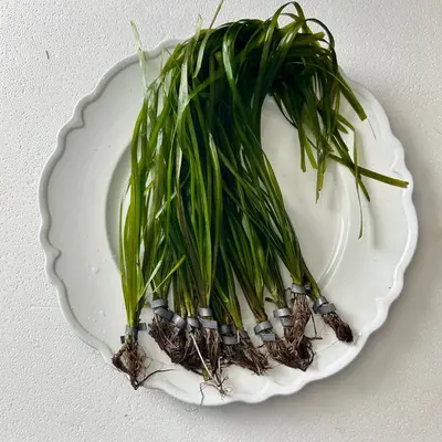 Italian Val Value Packs-Grows tall quickly! Great background plant for aquascaping freshwater aquariums!