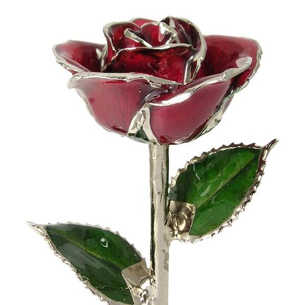 Silver Trimmed Rose: 11 Burgundy Rose