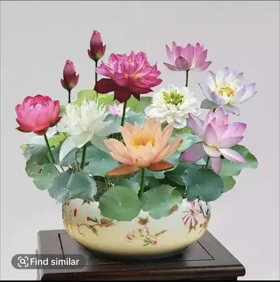 Bowl-Lotus- Same day Ship -10Pcs/20Pcs Mixed Pink, -Exotic Water Lily Flower Plant Seeds for Ornamental Pond and Home Plantin...