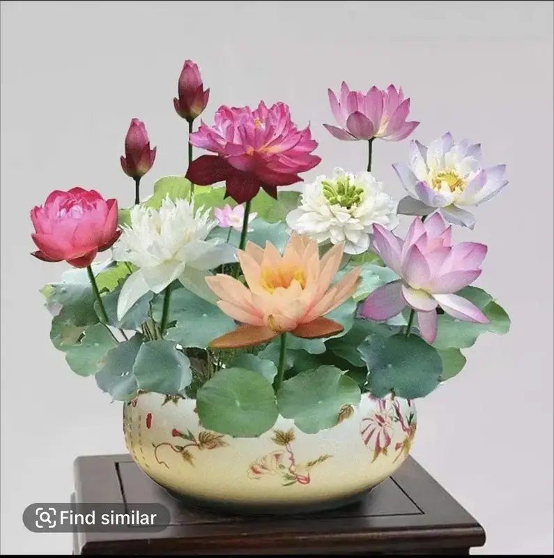 Bowl-Lotus- Same day Ship -10Pcs/20Pcs Mixed Pink, -Exotic Water Lily Flower Plant Seeds for Ornamental Pond and Home Plantin...