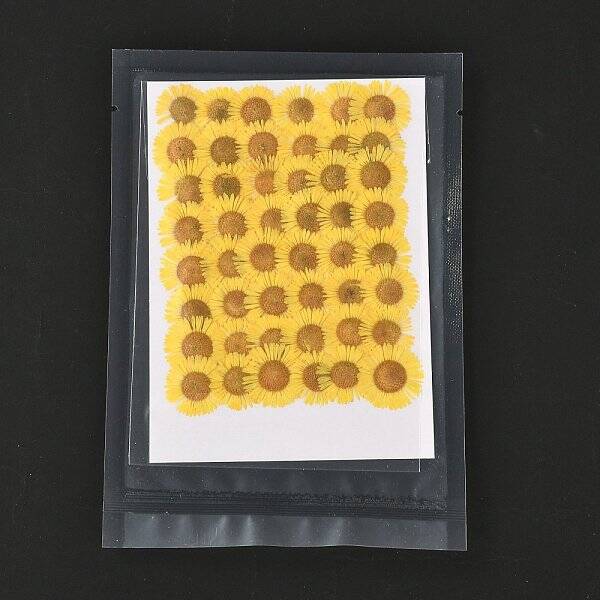 Centaurea Iberica Embossing Dried Flower
