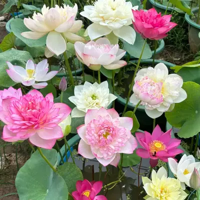 10Pcs Pre-Sprouted Mixed Color Bonsai Bowl Lotus Live Aquatic Plants for Indoor & Outdoor Water Gardens Easy Grow Non-GMO Hei...