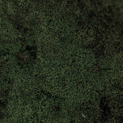 Moss