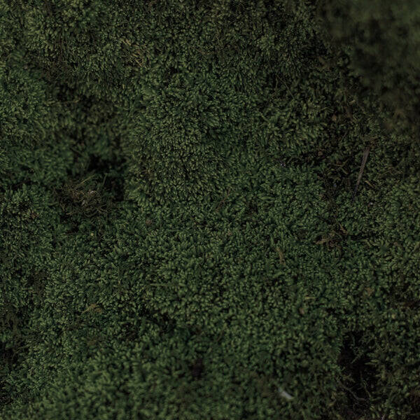 Moss