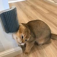 Automatic Cleaning Massage Comb,  1 Count Cat Corner Brush, Pet Hair Removal Brush, Interactive Entertainment Tool for Cats a...