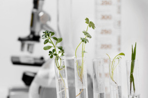 Theory of Plant Science for Beginners