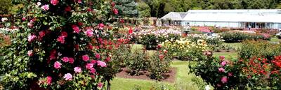 Wellington Botanic Garden: Rose Garden, Begonia House and Peace Garden