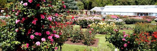 Wellington Botanic Garden: Rose Garden, Begonia House and Peace Garden
