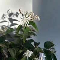 Angel Wing Jasmine Star Jasmine 6\