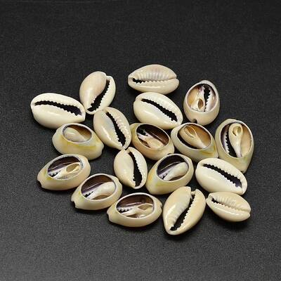 Natural Cowrie Shell Beads