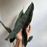 XL Alocasia Tigrina Superba 6\