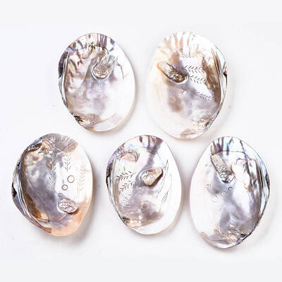 Natural Freshwater Shell Display Decorations