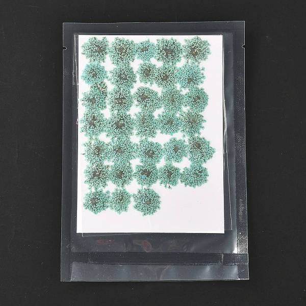 Pressed Dried Flowers