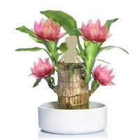 Brazilian Lucky Wood Doll with Base for Luck and Wealth, Easy to Grow Indoors Z