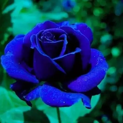 Blue Rose Seeds for Planting - 300+ Hybrid Rare Rose Seeds Perennial Shrub Garden Yard Potted Decoration