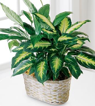 FTD Spathiphyllum and Dieffenbachia